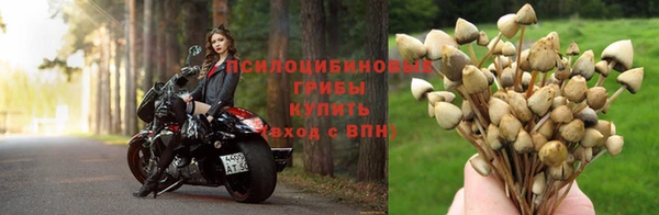 сатива Медвежьегорск